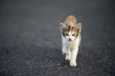 Portrait of cat