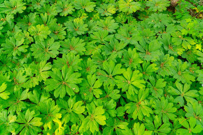 High angle view of flowering plants