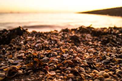 Close-up of pebbles on beach