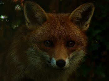 Close-up portrait of fox at night