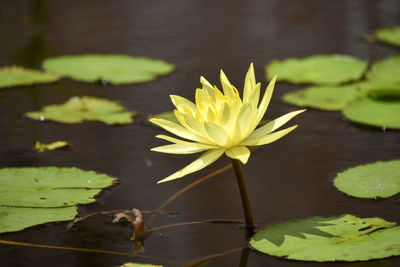 Close-up of water lily in lake