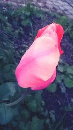 Close-up of pink flowers