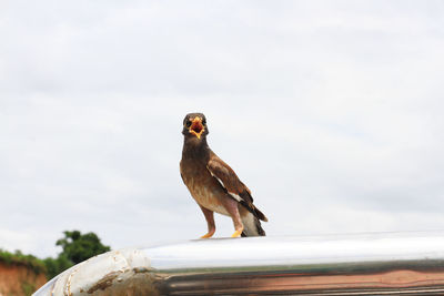 Low angle view of bird perching on roof