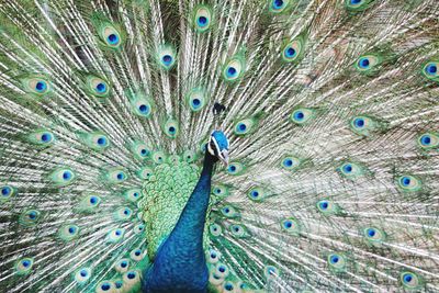 Close-up of peacock showing feathers