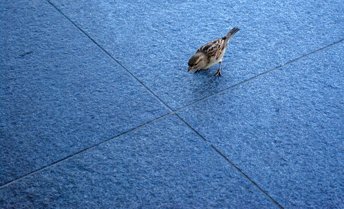 Bird perching on ground