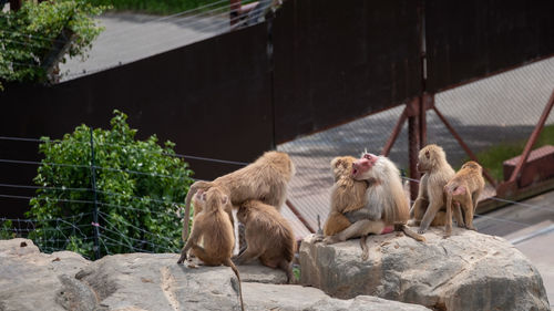 Monkeys sitting on rock