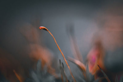 Close-up of plant against blurred background