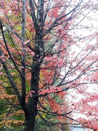 Low angle view of trees against sky