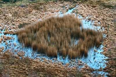 Plants growing on land