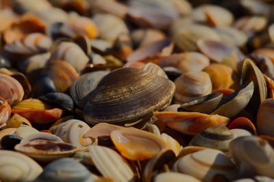 Close-up of seashells 