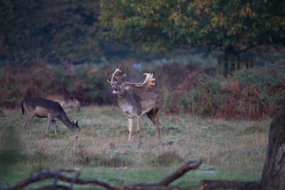 Deer standing in a field