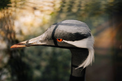 Close-up of bird