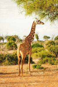 Giraffe standing on field