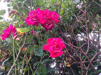 Close-up of pink roses