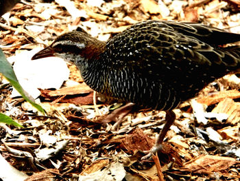 Close-up side view of a bird