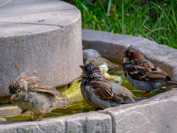 High angle view of birds