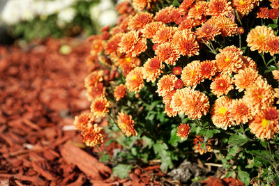 Close-up of orange flowering plants on field