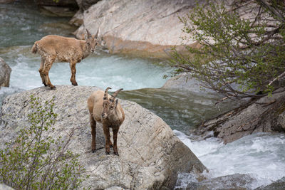 View of ibexes standing on rock by river