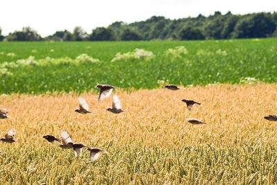 Flock of birds flying over rye field