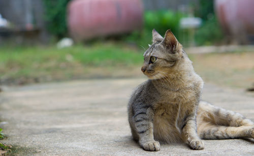 Close-up of cat sitting outdoors