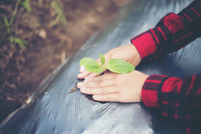 Close-up of woman hand holding leaves
