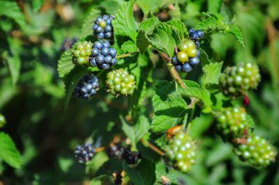 Close-up of grapes in vineyard