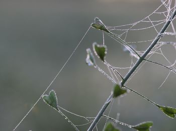 Close-up of spider on web