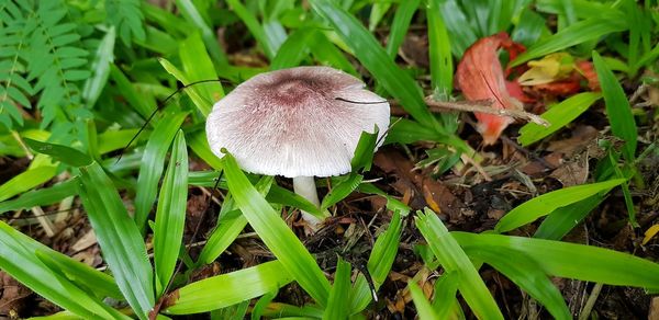 Close-up of mushroom growing on field