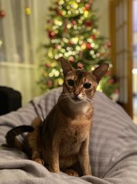 Cat sitting on christmas tree at home