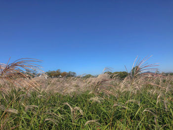 Plants growing on field against clear blue sky