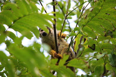 Low angle view of squirrel on tree