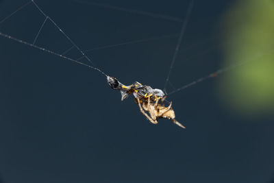 Close-up of spider on web