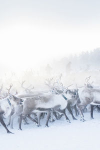 Herd of reindeer in snow