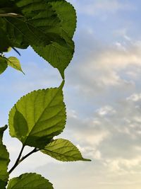 Mulberry leaves and evening sky