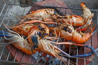 High angle view of prawns