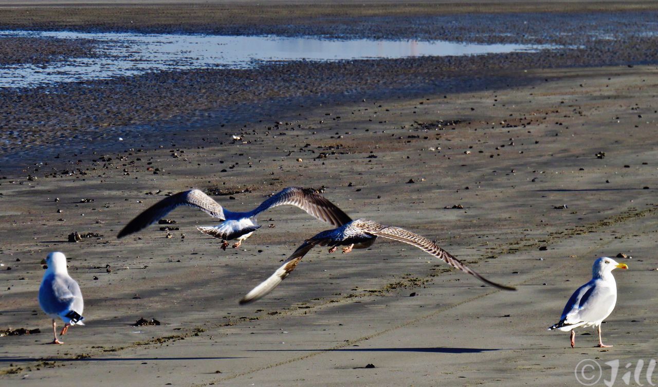 SEAGULLS AT BEACH