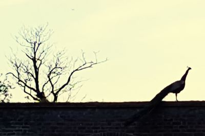 Bird perching on building against clear sky