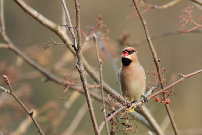 Close-up of bird perching on branch