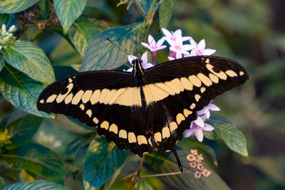 Close-up of butterfly pollinating on flower