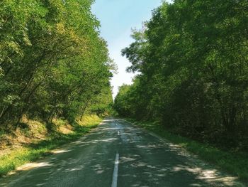 Road amidst trees in forest