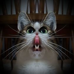 Close-up portrait of cat