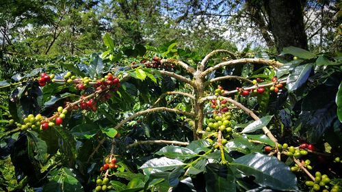 Red berries growing on tree in forest