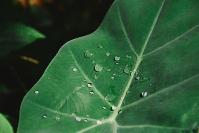 Close-up of raindrops on green leaves