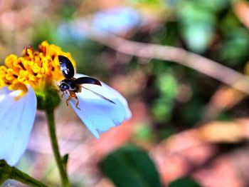 Close-up of bee pollinating on flower