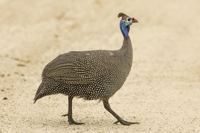 Close-up of a bird