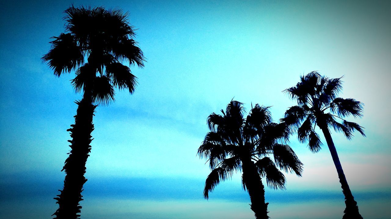 palm tree, tree, low angle view, tree trunk, silhouette, sky, beauty in nature, tranquility, nature, no people, growth, outdoors, scenics, day, tranquil scene, clear sky, palm frond, tall