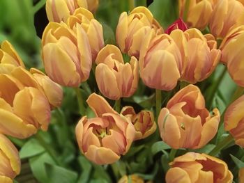 Close-up of yellow tulips