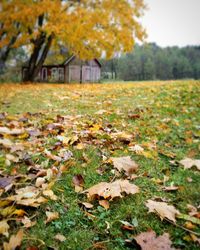 Autumnal leaves on field