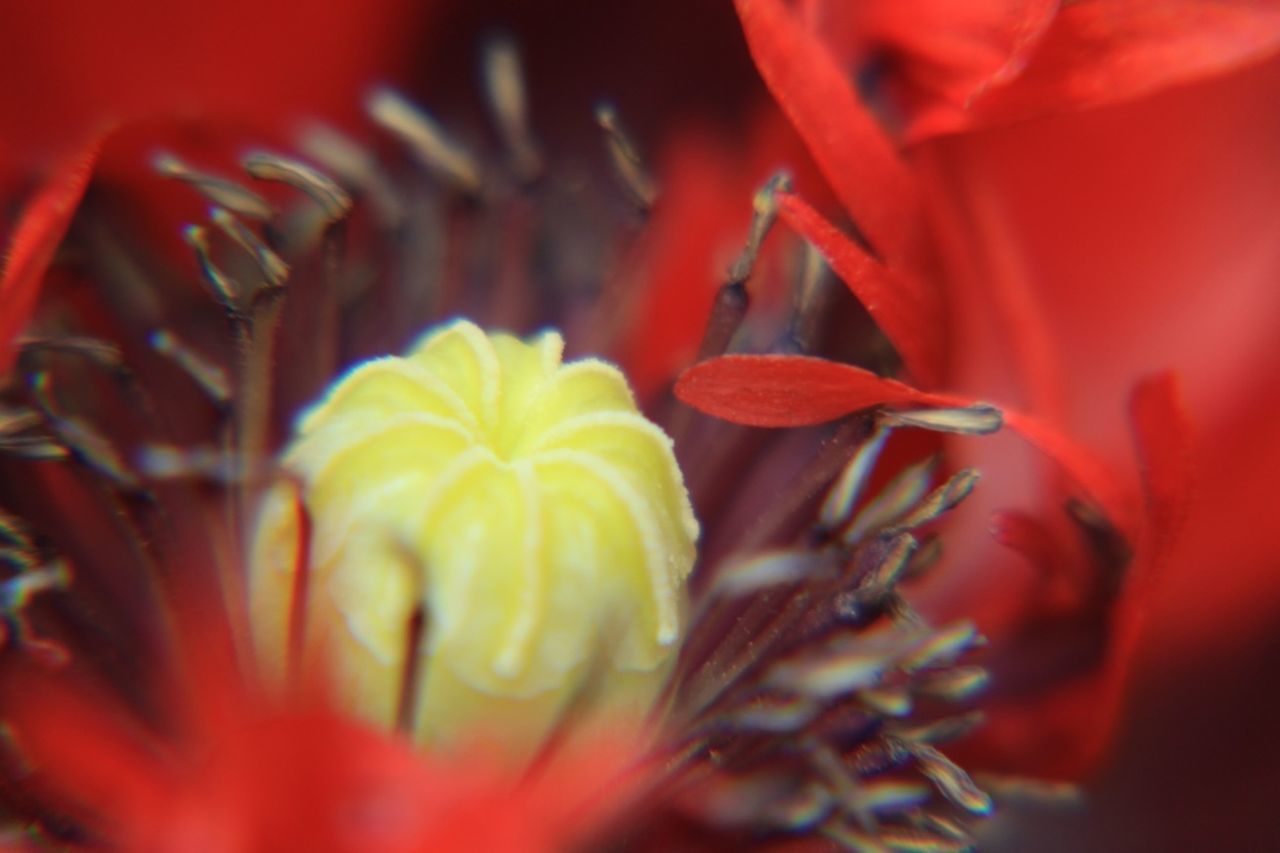 flower, petal, freshness, flower head, fragility, red, close-up, growth, beauty in nature, selective focus, yellow, blooming, orange color, plant, nature, single flower, focus on foreground, in bloom, stamen, pollen