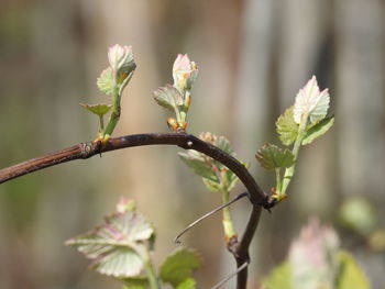 Close-up of flowering plant